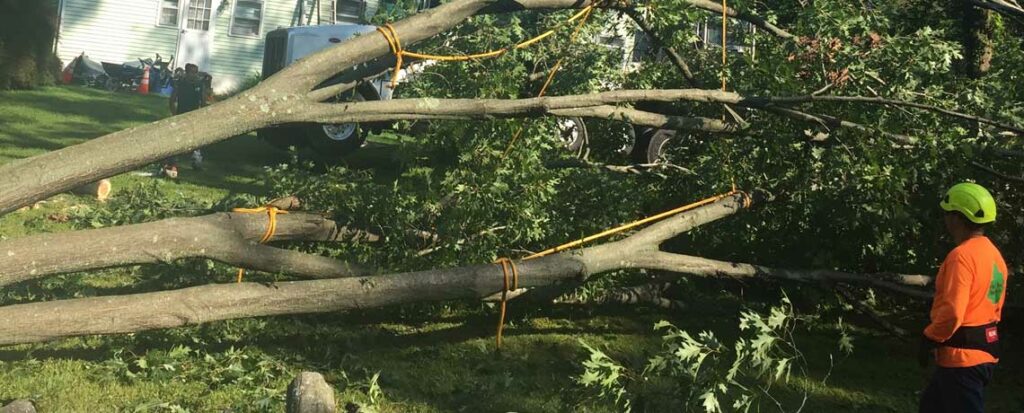 emergency tree services